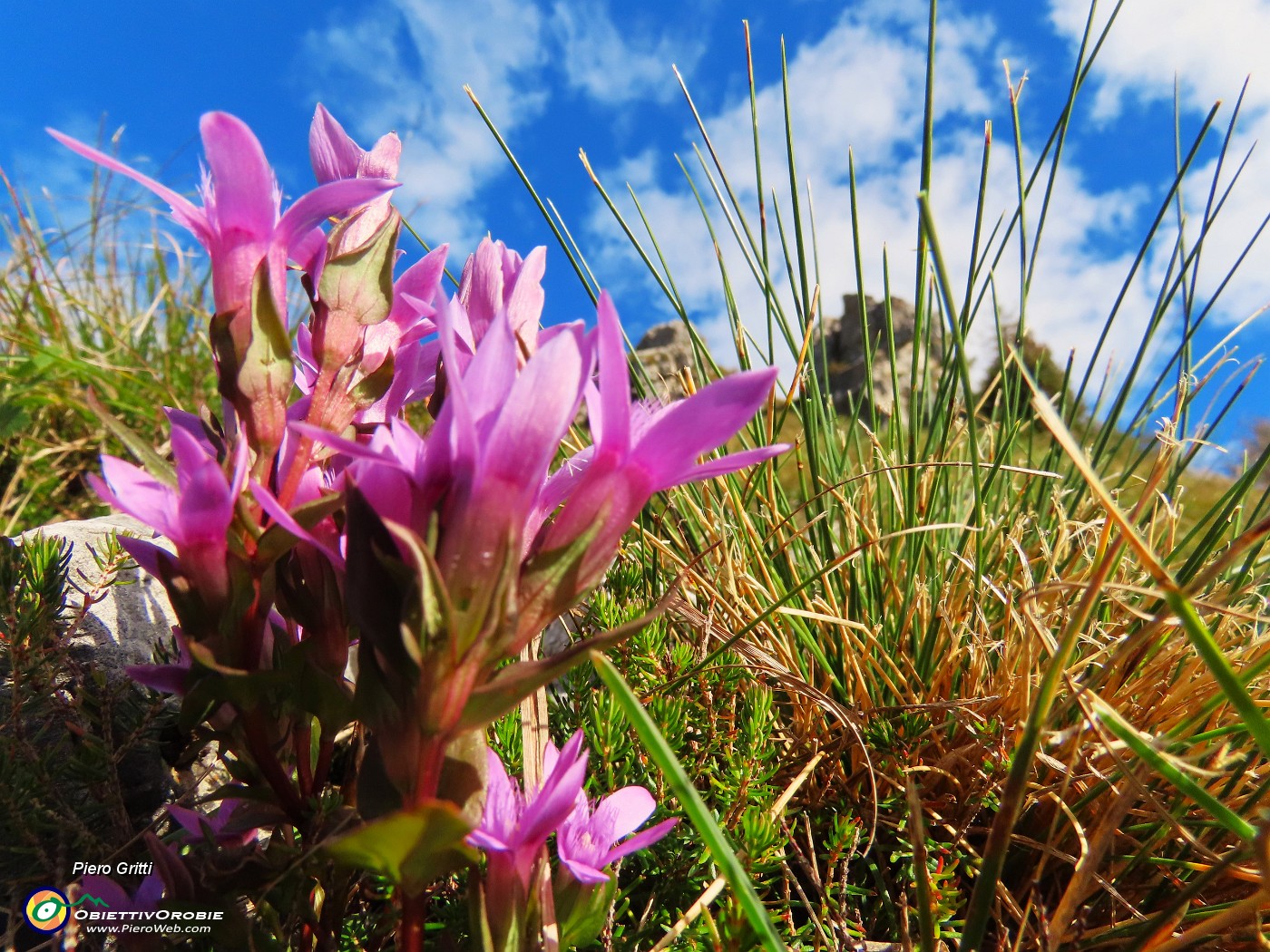 34 Gentianella anisodonta (Genzianella anisodonta).JPG